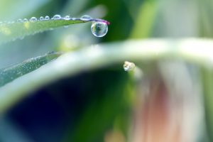 Waterdrop on a leave, Photosynthesis, Achlemy of life