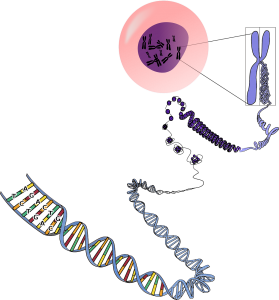 DNA, Chromosone, Ribosome, Cell-nucleus