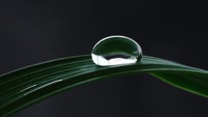 MindSet, a drop water on a leave, resilient to its environment