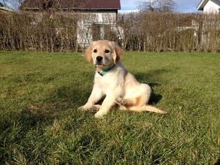 ein junger semmelfarbener Golden Retriver, Linus, sitzt als Welpe im Gras