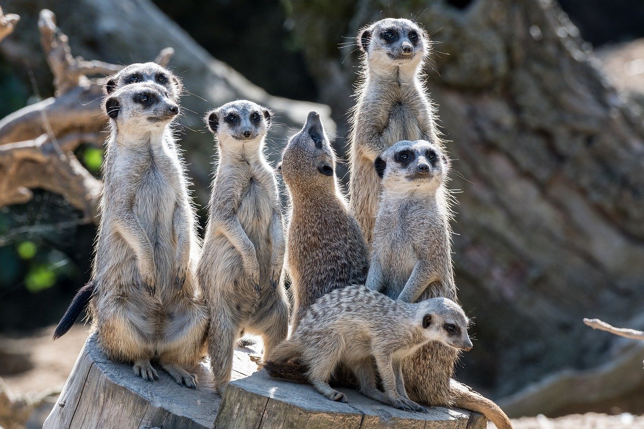 meerkat-8345747_1280