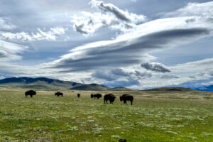 a herd of bisons in montana