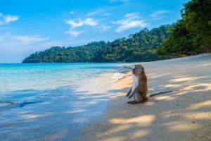 Ein Affe sitzt am Strand und blickt auf's Meer