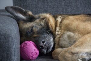 Dog on a couch sleeping with his pink playball