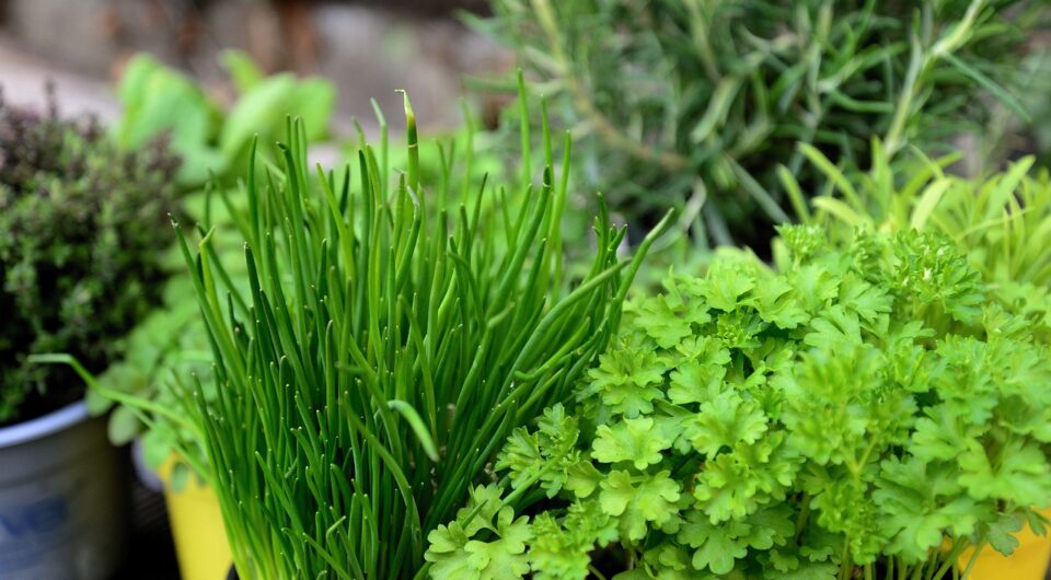herbs-6203568_1280