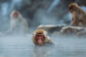 Ein Affe im Wasser