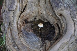 a tree with a wodden eye which includes some earth and a mushroom grwoing in an quite unfriendly environment