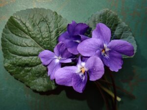 4 Violets on leafs