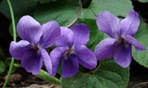 3 violet-flowers blooming