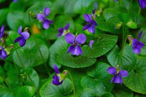 eine vielzahl von violetten Veilchen mit vielen typischen grünen Blättern