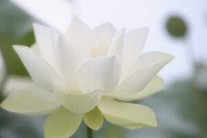 weiße Seerose