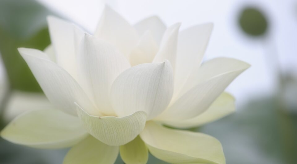 flower-4969630_1280 flower-4969630_1280