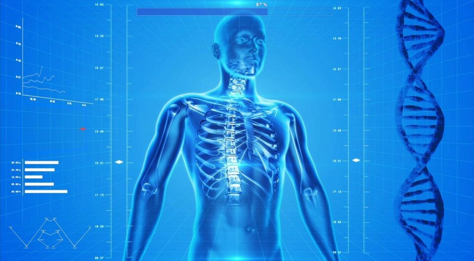 human-skeleton-163715_1280