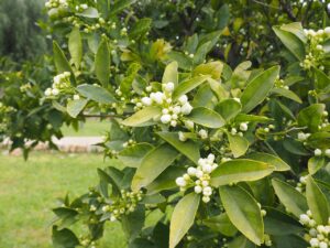 Orangenblüte, Neroli