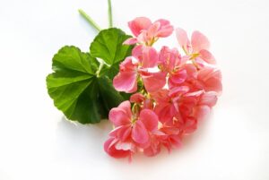 Rosengeranie