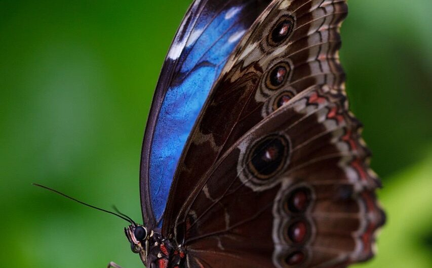 butterfly-165104_1280