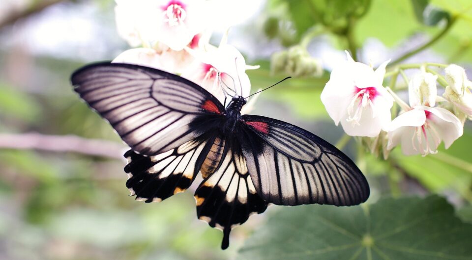 butterfly-1839679_1280