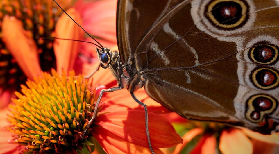 butterfly-8667752_1280 butterfly-8667752_1280