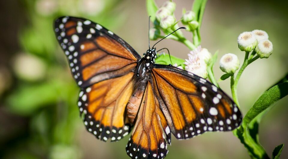 butterfly-9722898_1280 butterfly-9722898_1280