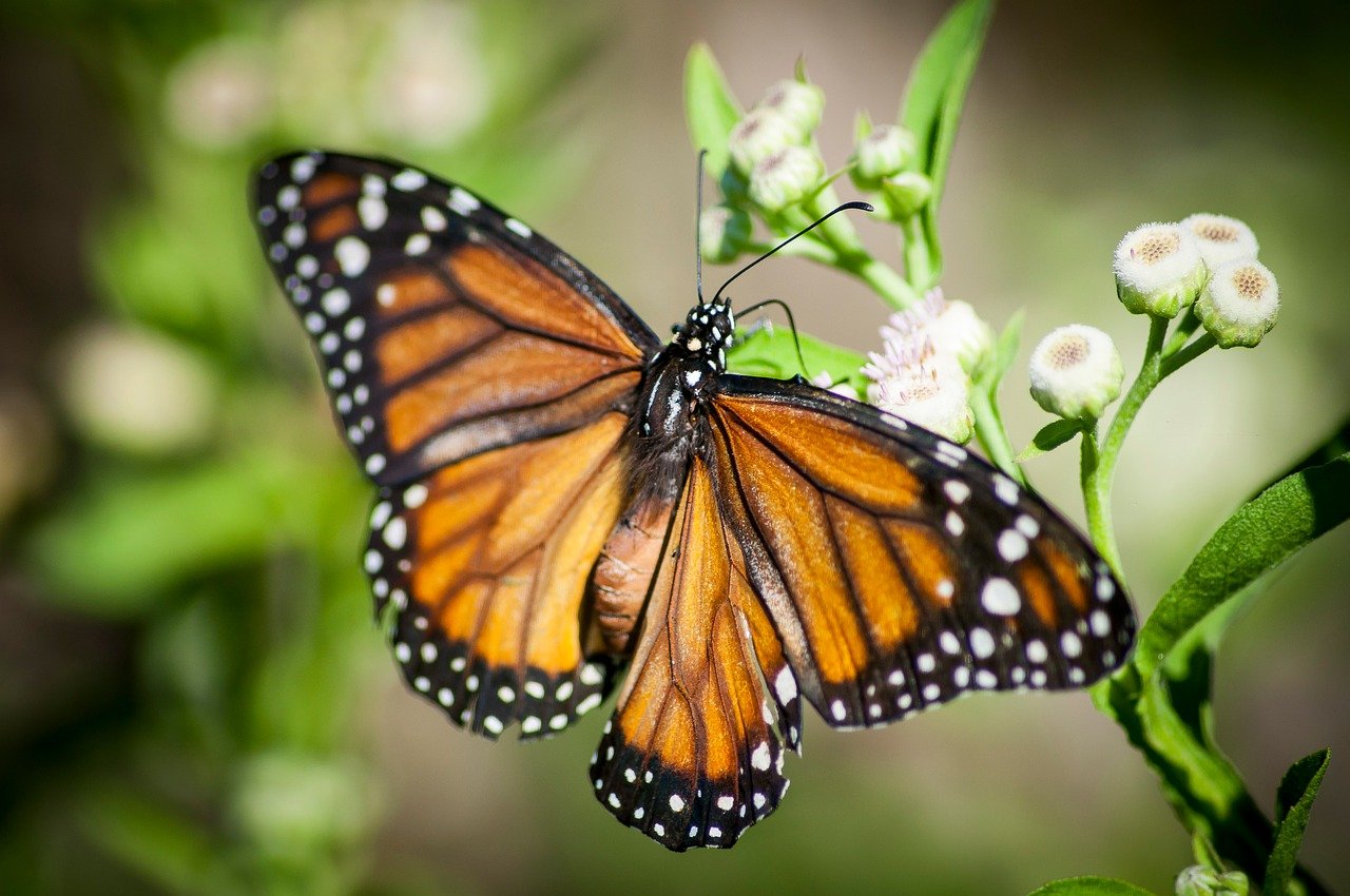 butterfly-9722898_1280
