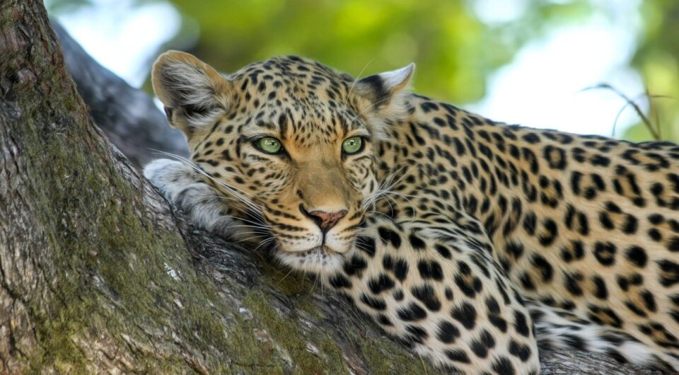 leopard-515509_1280 leopard-515509_1280