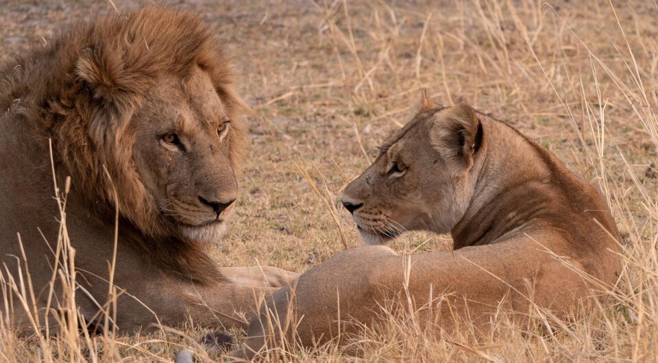 lion-8225638_1280 lion-8225638_1280