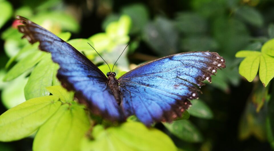 butterfly-517667_1280 butterfly-517667_1280