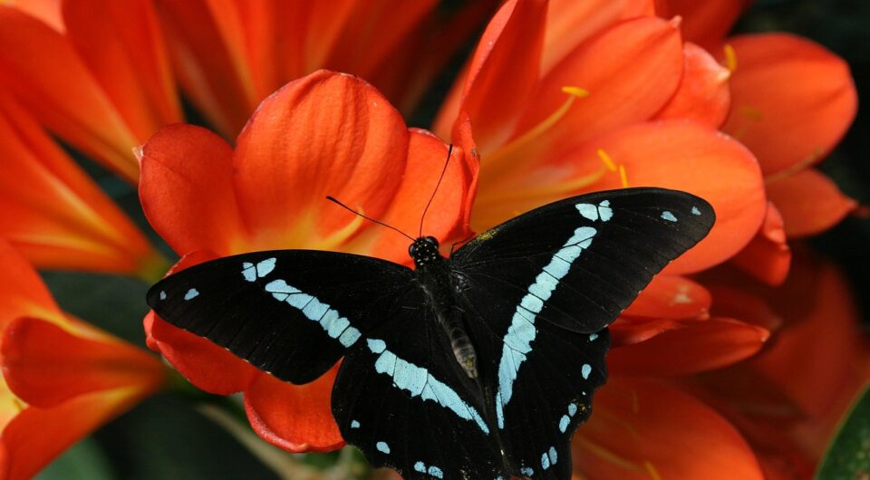 butterfly-7862893_1280